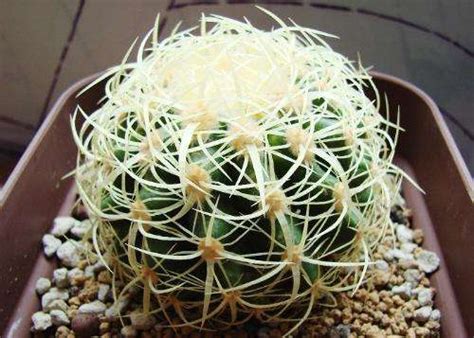 狂刺金琥|狂刺金琥 Echinocactus grusonii var. intertextus ...